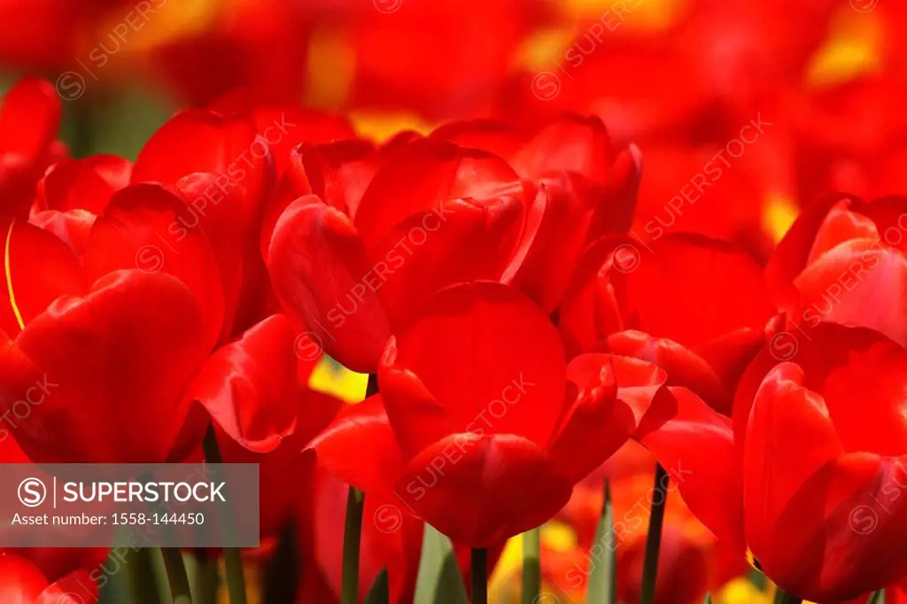 Tulips, Tulipa, close_up, bloom
