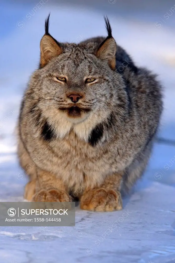 Canadian lynx, Lynx canadensis, snow, sitting