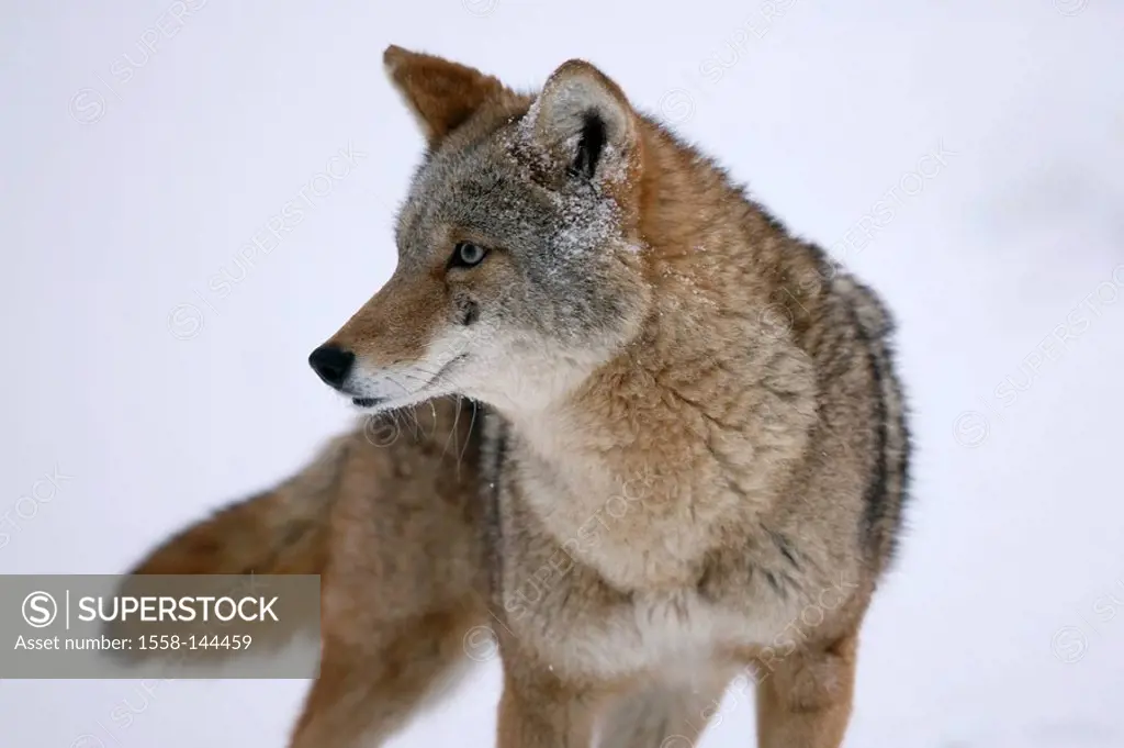 Coyote, Canis latrans, close_up