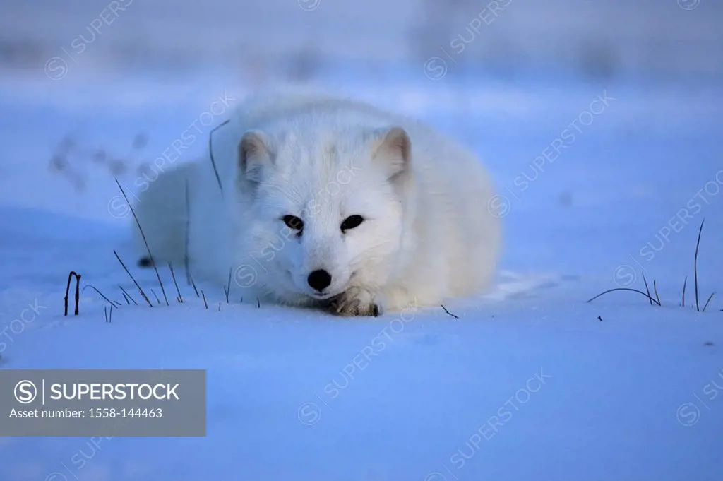 Ice_fox, polar_fox, Alopex lagopus