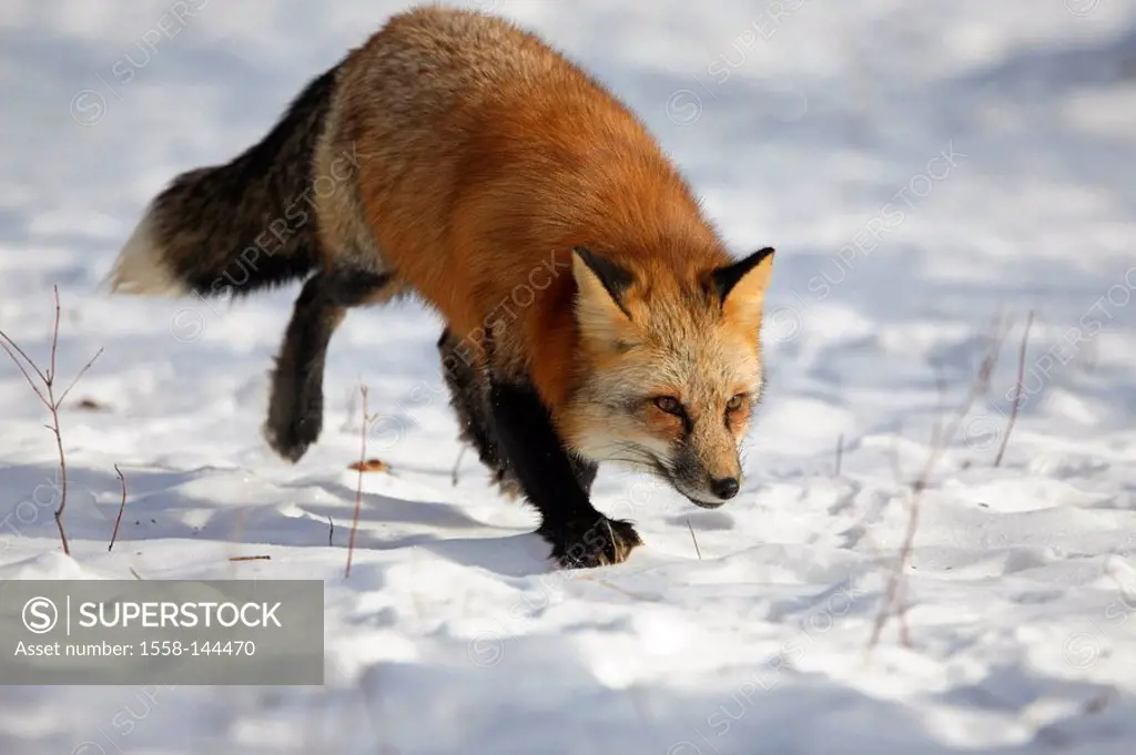 red fox, Vulpes vulpes, full length portrait,