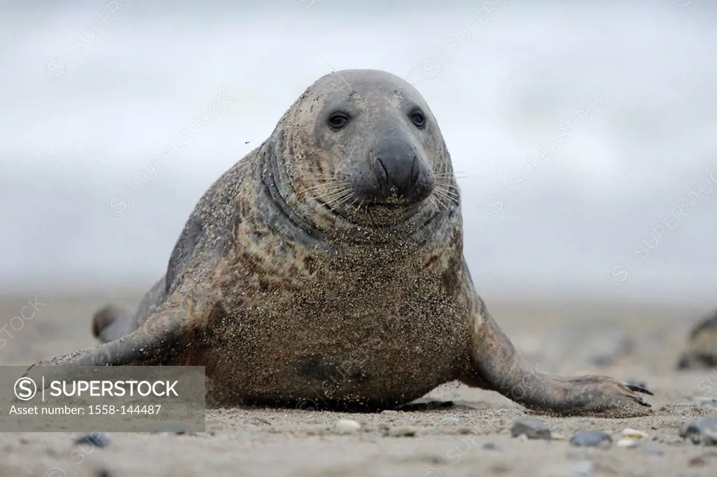 Cone_seal, Halichoerus grypus, sandy beach