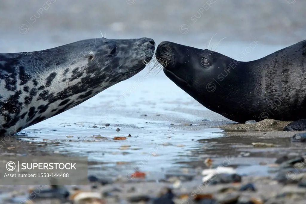 Cone_seals, Halichoerus grypus, beach, close_up