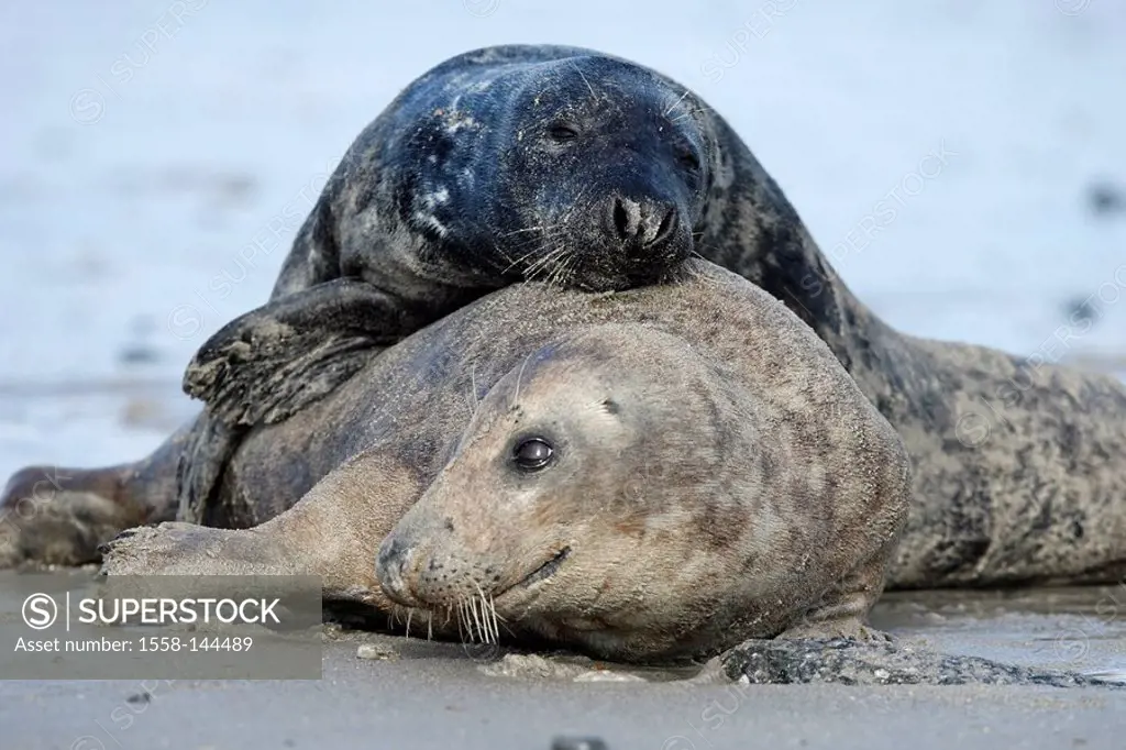 Cone_seals, Halichoerus grypus, sandy beach