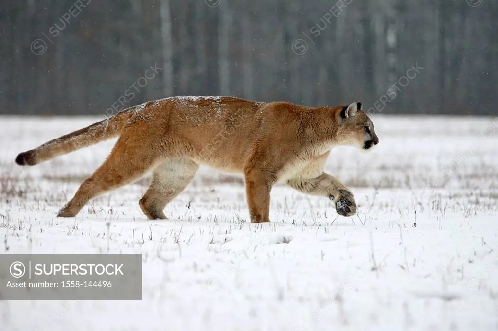 Puma, Profelis concolor, snow