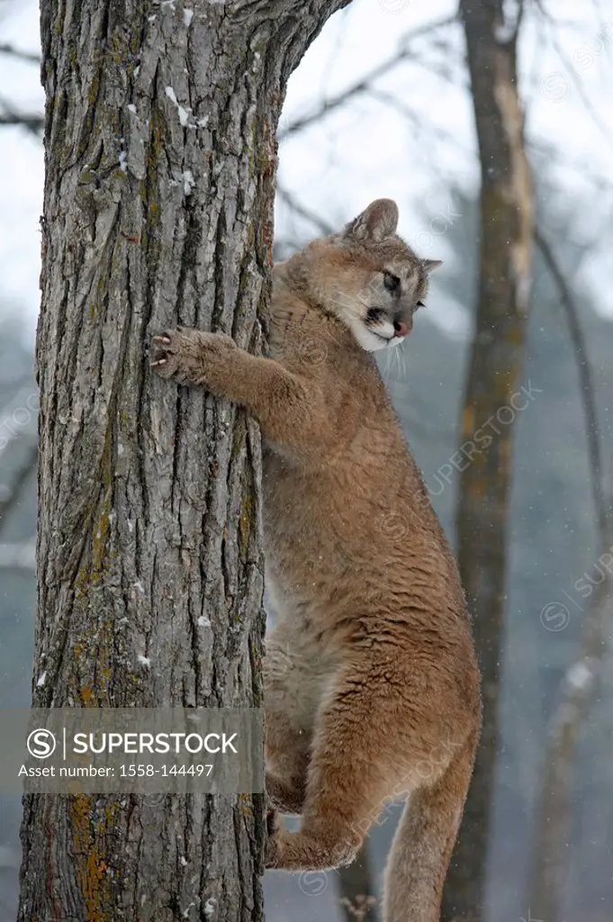 Puma, Profelis concolor, tree, climbs
