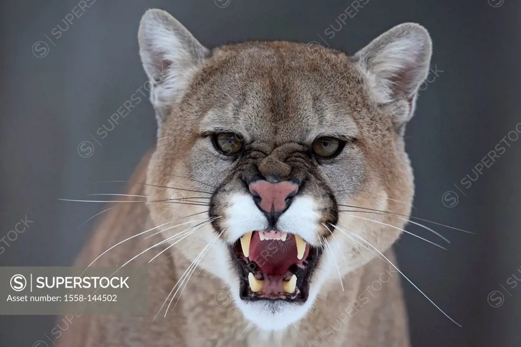 Puma, Profelis concolor, close_up