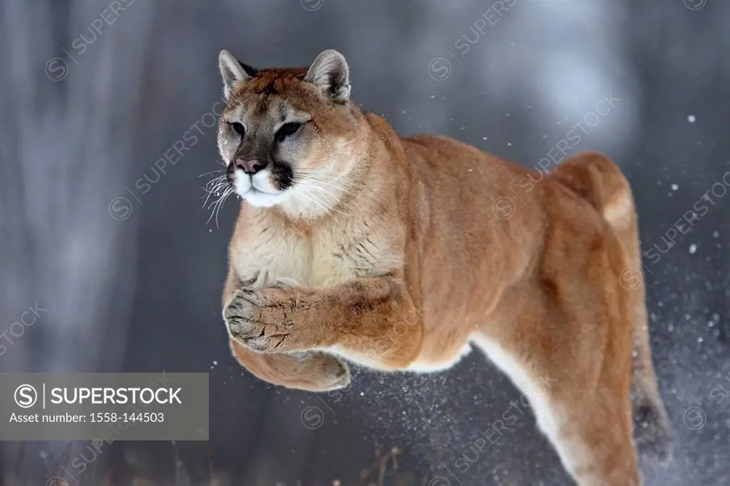 Puma, Profelis concolor, jump, dynamics,