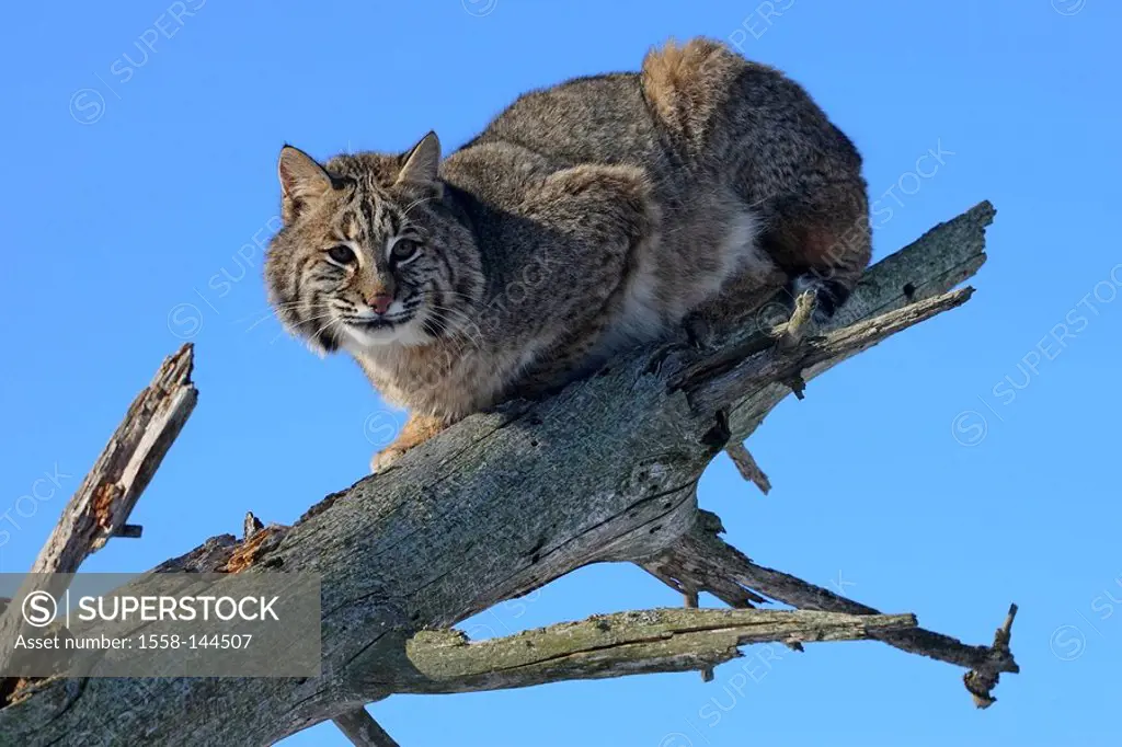 Red_lynx, Lynx rufus, log
