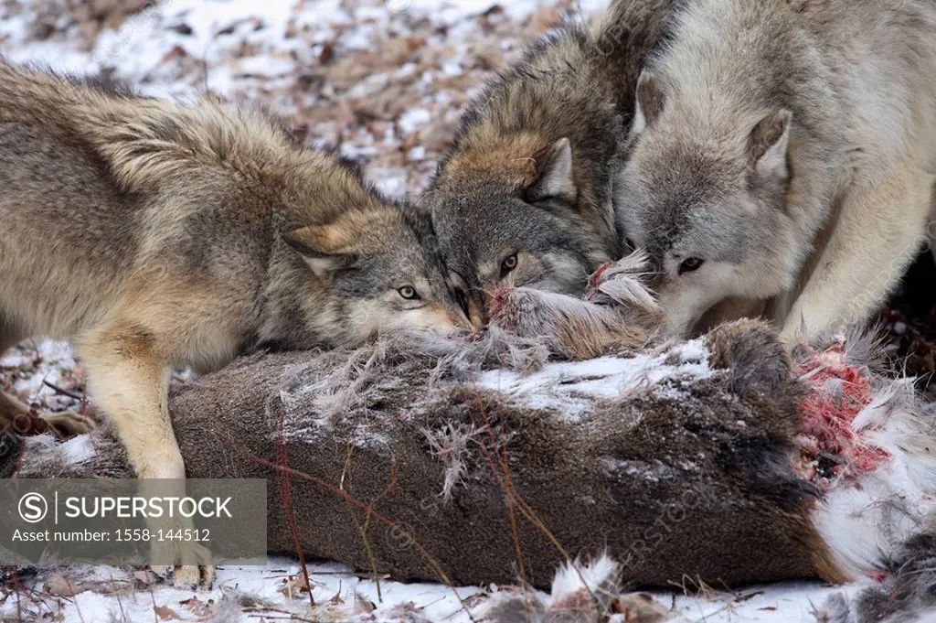 Eastern timber wolves, Canis lupus lycaon, loot, eating