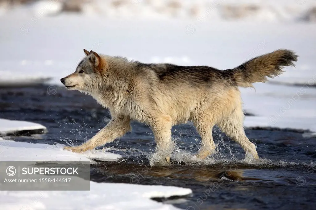 Eastern timber wolf, Canis lupus lycaon, nature,