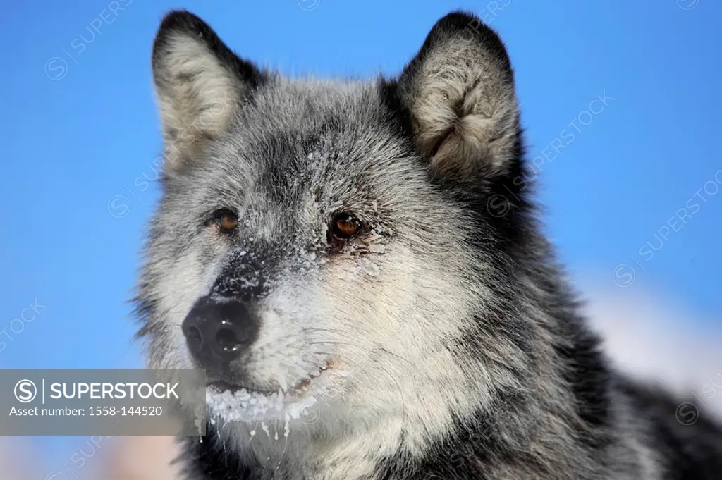 Eastern timber wolf, Canis lupus lycaon, portrait,