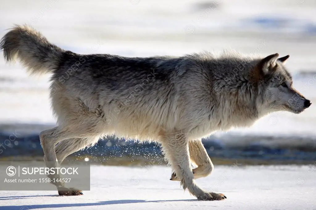 Eastern timber wolf, Canis lupus lycaon, nature,