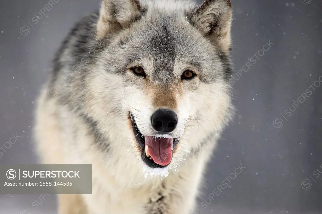 Eastern timber wolf, Canis lupus lycaon, close_up