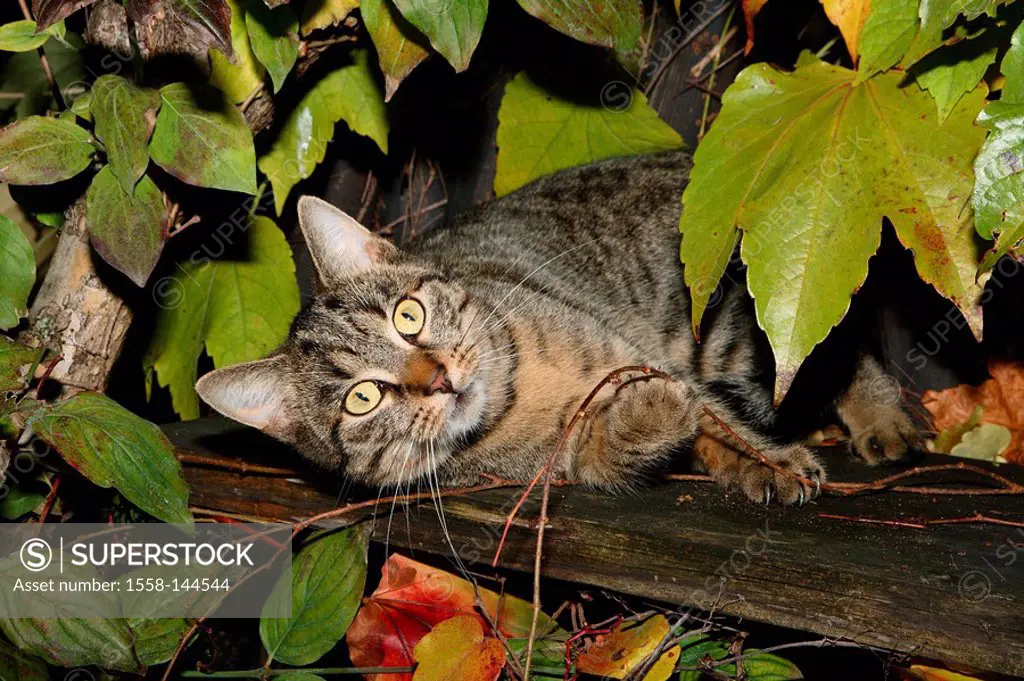 Garden, hedge, cat, lying, plays, detail, animal, mammal, pet, house_cat, striped, curiosity, gambles away branches, leaves bushes,