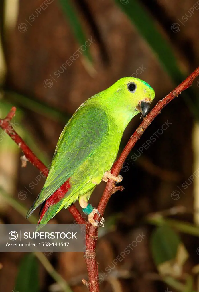 branch, Blue_crowned Hanging Parrot, Loriculus galgulus, animal, bird, parrot, plumages, rings plumage, green, vigilance, attention, aviary,