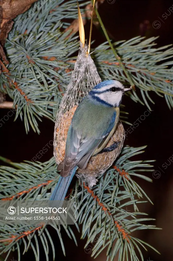 Spruce, branch, titmouse_dumplings, blue tit, Parus caeruleus, vigilance, wildlife, animal, bird, sparrow_bird, sing_bird, titmouse, at home, winter_f...