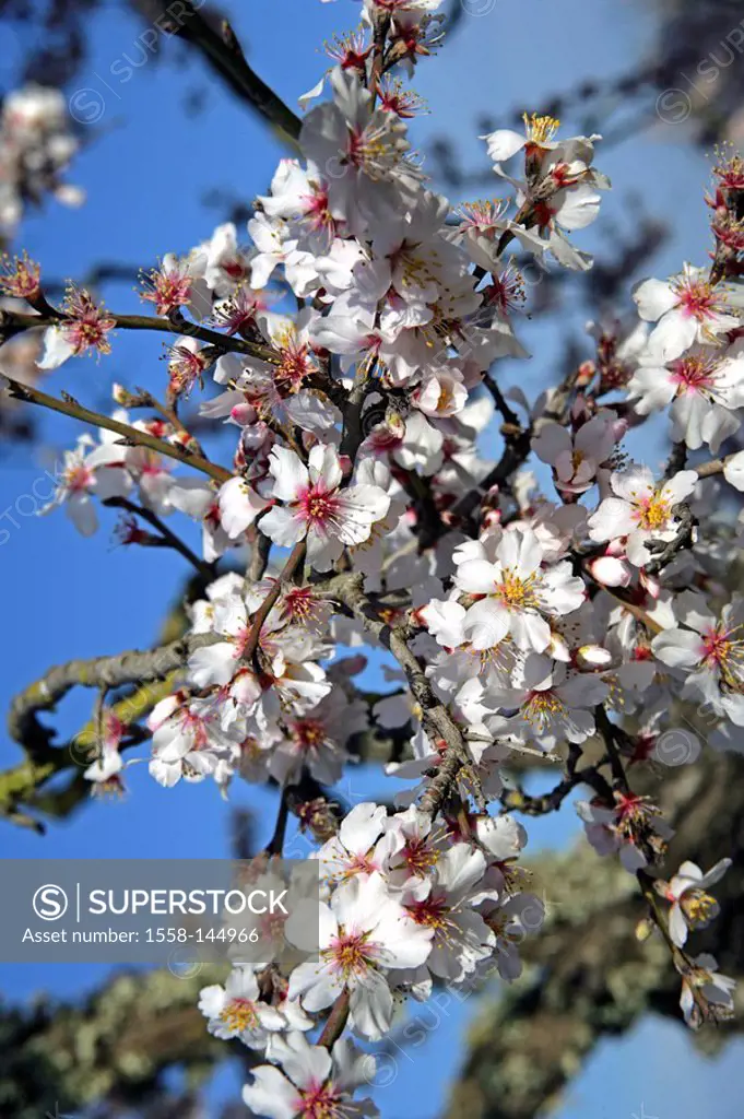 Spain, Majorca, almond_bloom, tree, branches, bloom, close_up,
