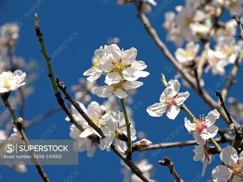 Spain, Majorca, almond_bloom, tree, branches, bloom, close_up,