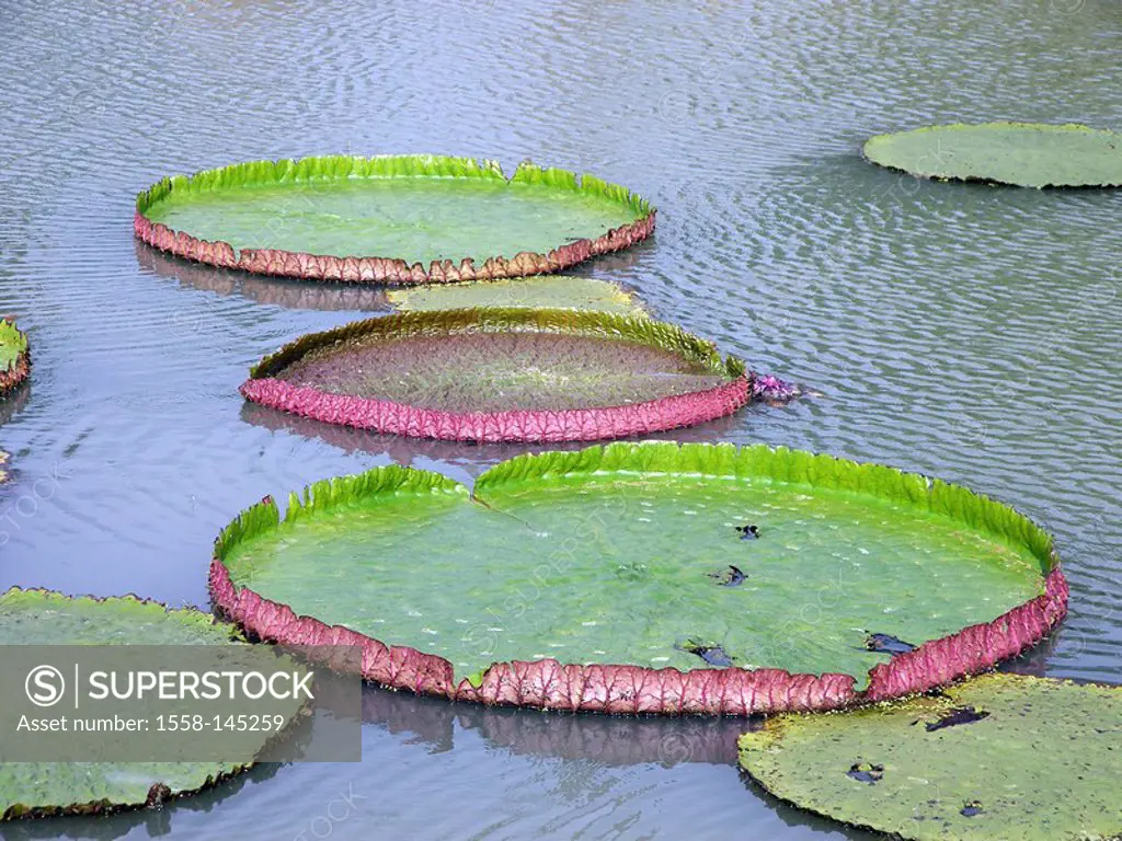 Thailand, water_plants, giant_waterlily