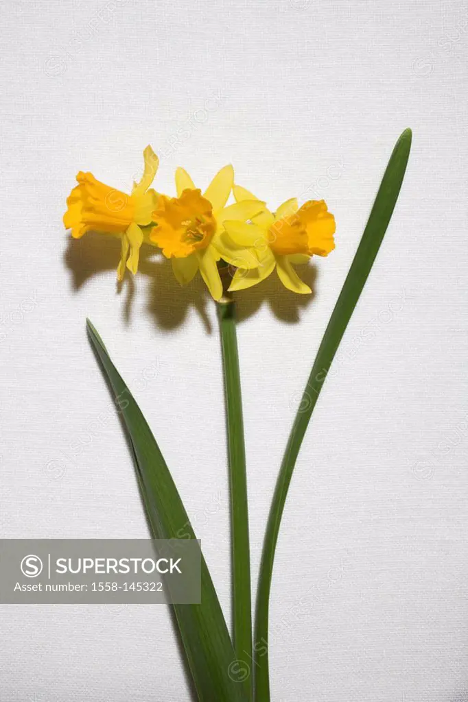 _plant, flower, bloom, leaves, daffodils, spring_flowers, spring_messengers, spring, Easter, yellow, linen, spring, prime, material, studio,