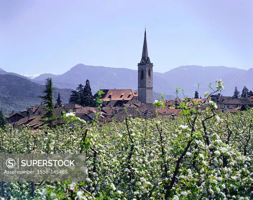Italy, South_Tyrol, Kaltern, district Altenburg, church St. Vigilius, steeple, apple trees, bloom, mountains, spring, Castelvecchio, economy, agricult...