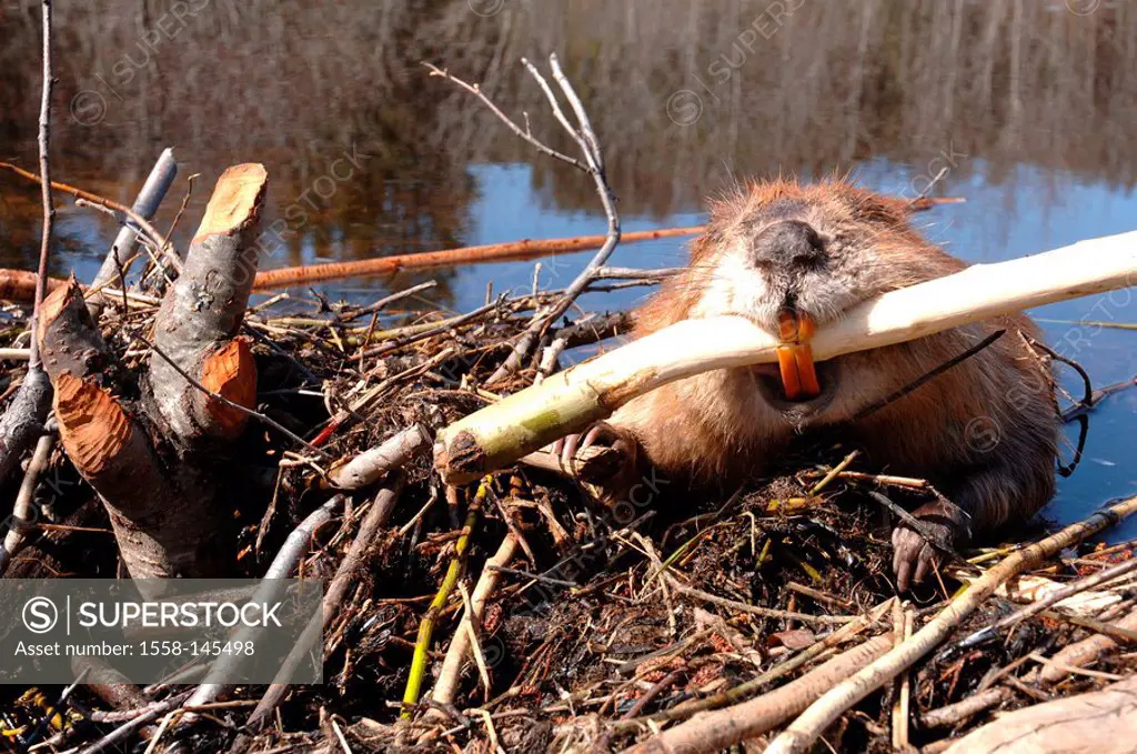 Waters, Canadian beaver, Castor canadensis, branch, dam_construction, portrait, water, lake,river, animals, mammals, rodents, Rodentia, herbivores, te...