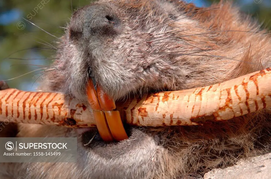 Waters, Canadian beaver, Castor canadensis, muzzle, teeth, close_up, branch, animals, mammals, rodents, Rodentia, herbivores, mouth, detail, rodent_te...