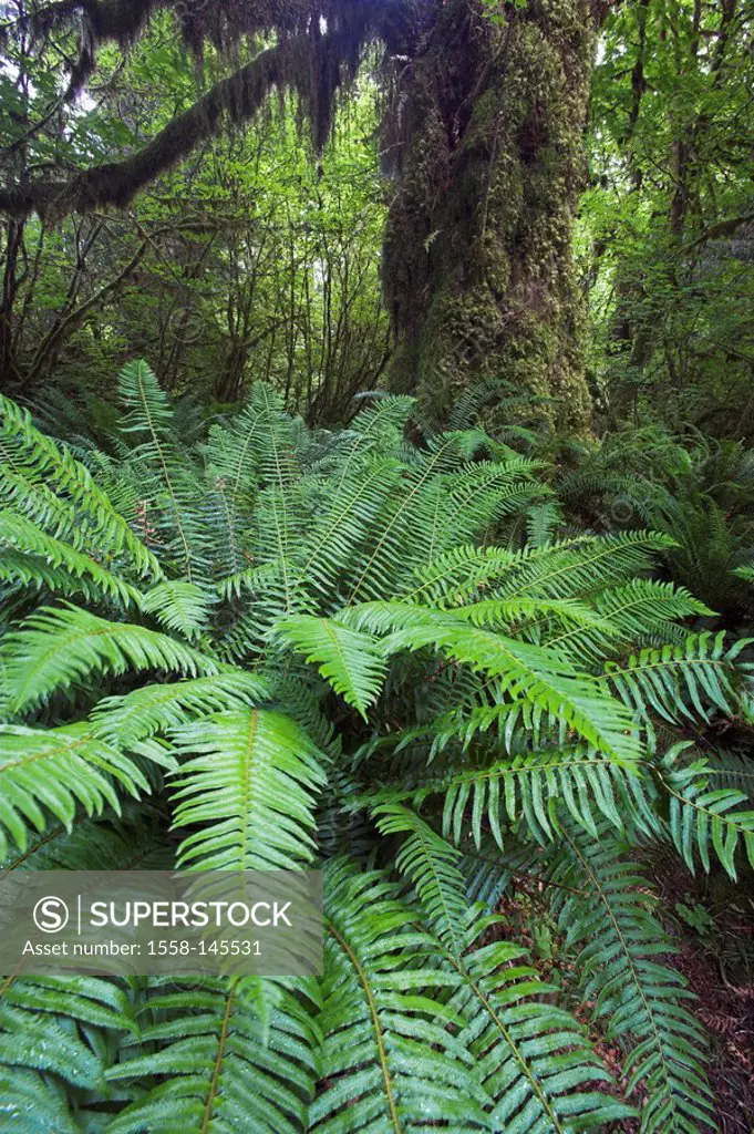 Rain_forest, ferns, Pteridopsida, Polypodiopsida, close_up