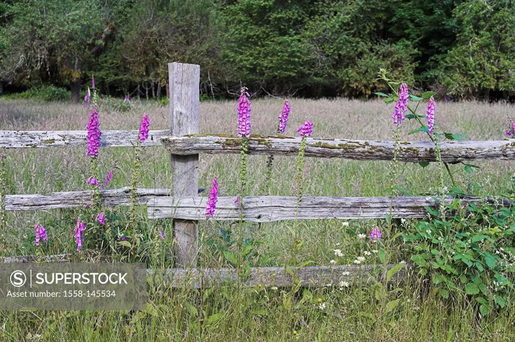 Red thimble, digitalis purpurea flowers wood_fence nature,