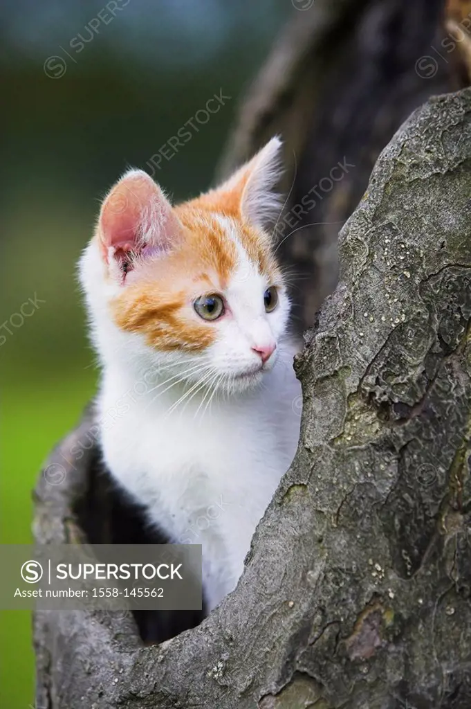 House_cat, Felis catus, young, sitting, log