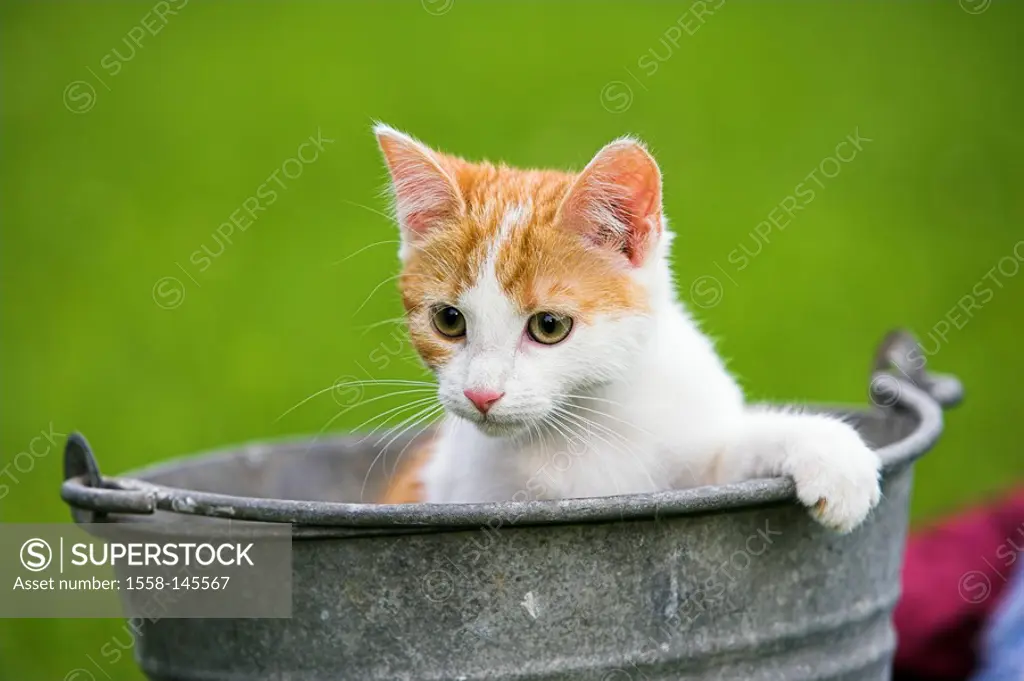 House_cat, Felis catus, young, buckets, sitting, portrait,