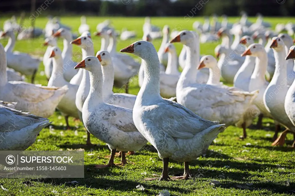 House_geese, Anserinae, meadow