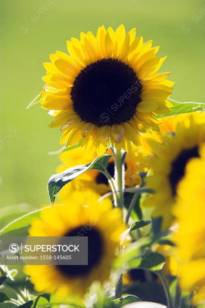 Sunflowers, Helianthus annuus, close_up
