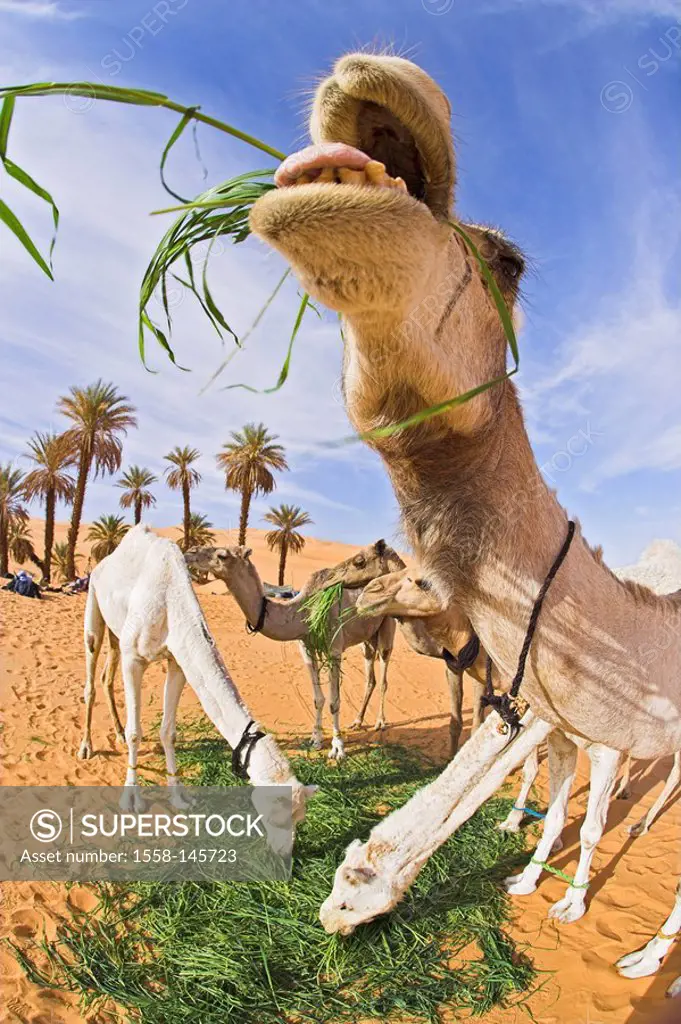 Africa, Libya, sand_desert, camels, feeding, rest