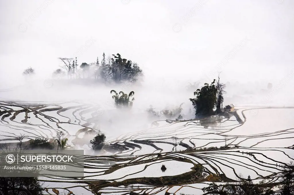 Asia, China, rice_terraces, fog, close_up