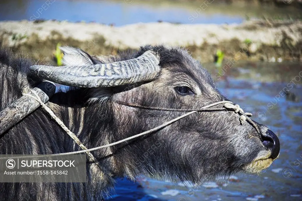 Asia, China, water_buffalos, Bubalus, useful_animal, rice_terraces