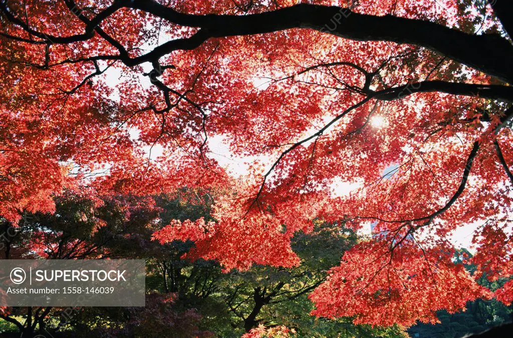 Japan, Tokyo, Hibiya park, trees, autumnal, detail, back light, series, East_Asia, Honshu, city, city, metropolis, park, broad_leafed trees, fall foli...