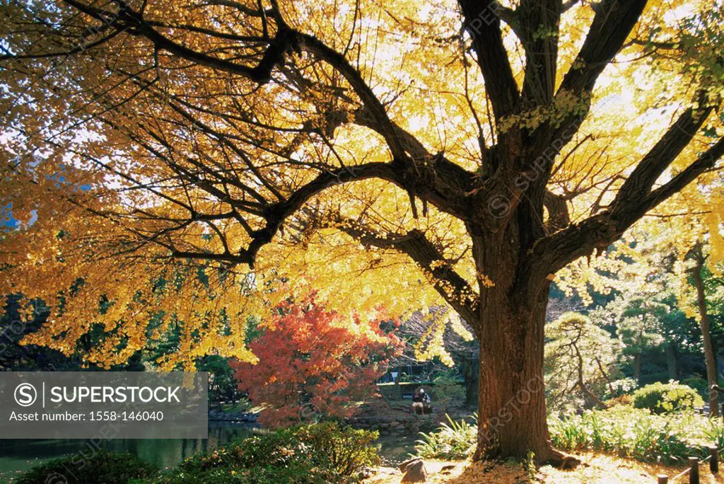 Japan, Tokyo, Hibiya park, lake,autumn, back light, series, East_Asia, Honshu, city, city, metropolis, park, trees, autumnal, pond, symbol, time_out, ...