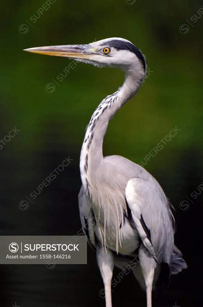 Gray_herons, Ardea cinerea, herons, herons, wading bird, wader, animal, bird, wild animal, wildbird, nature, Wildlife, beak, alertly, lateral,