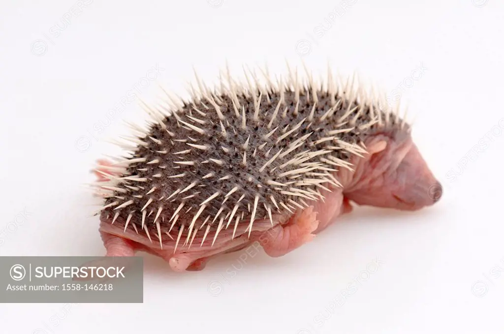 European hedgehog, Erinaceus europaeus, young, wild animal, insectivores, mammal, night_actively, animal_child, thorns, hedgehog_baby, blindly, helple...