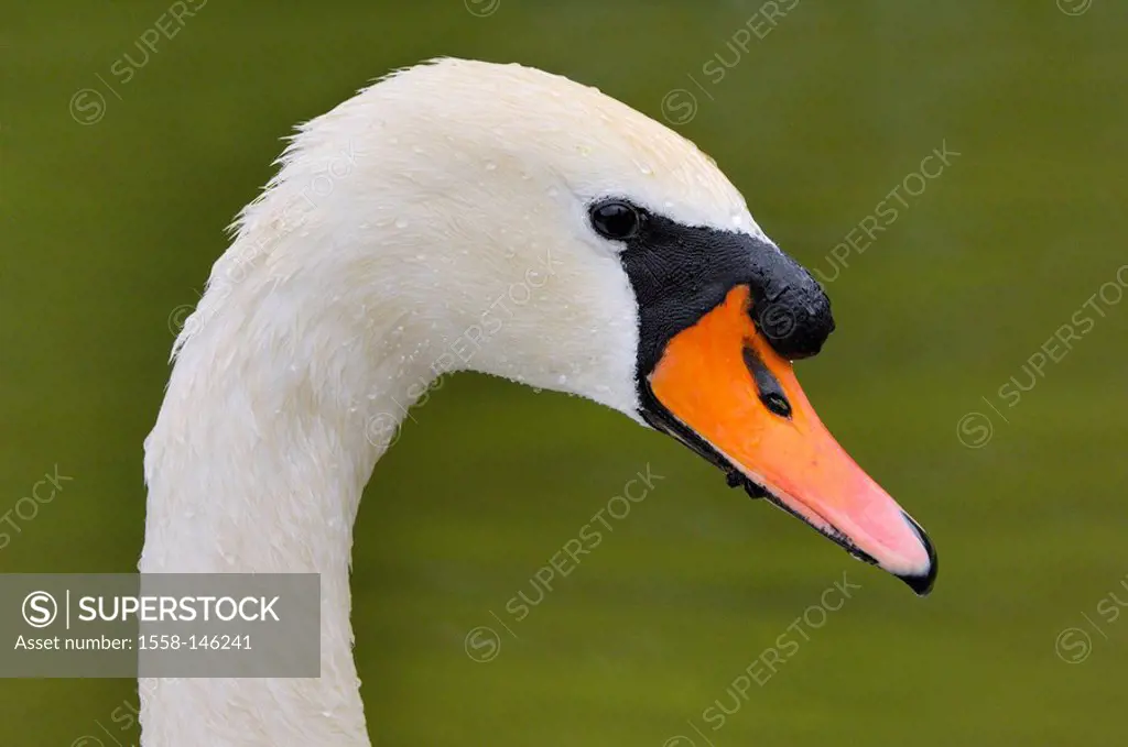 Hump_swan, Cygnus olor, profile, series, animal, bird, duck_bird, goose_bird, waterfowl, wild animals, plumage, white, wet, water_drops, Roll off, nat...
