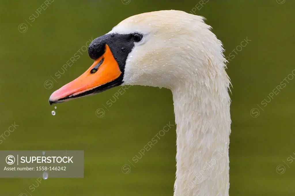 Hump_swan, Cygnus olor, beak, water_drops, profile, series, animal, bird, duck_bird, goose_bird, waterfowl, wild animals, plumage, white, wet, water_d...