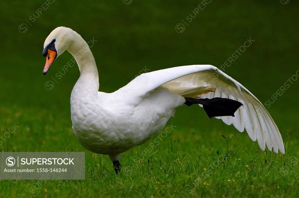 Hump_swan, Cygnus olor, wings, stretches, meadow, series, animal, bird, duck_bird, goose_bird, waterfowl, wild animals, plumage, knows, nature, outsid...