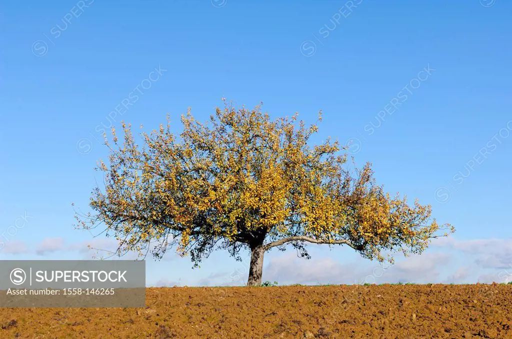 Apple tree, autumn, field, broad_leafed tree, detached, tree, nature, fruit tree, landscape, season, solitaire_tree, heaven, blue, loneliness, deserte...