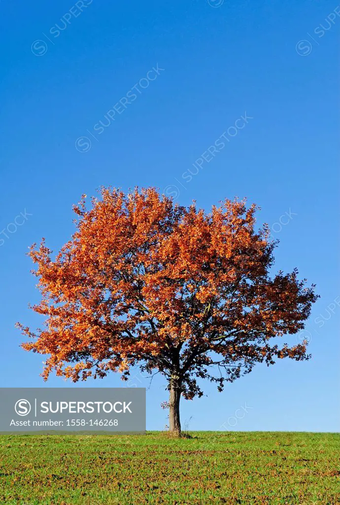 Steed_chestnut, Aesculus hippocastanum, autumn, tree, solitaire_tree, broad_leafed tree, detached, individually, leaves, autumnal, fall foliage, folia...
