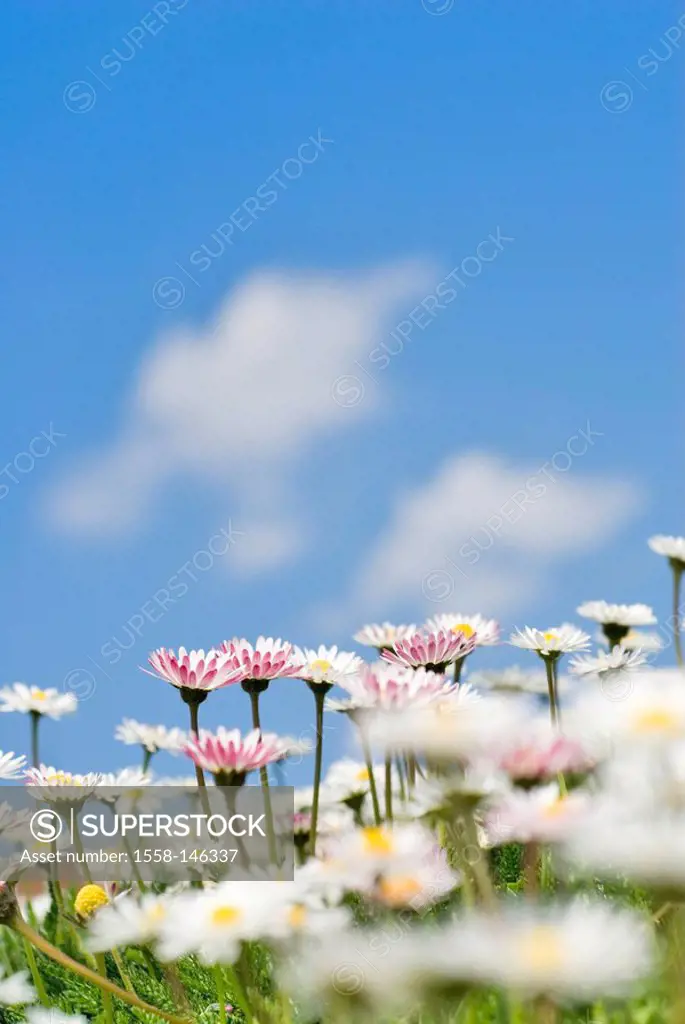 Meadow, daisies, Bellis perennis, heaven, blue, clouds, flowers, flower meadow, botany, flora, spring, spring, light_blue, heaven, clearly, close_up, ...