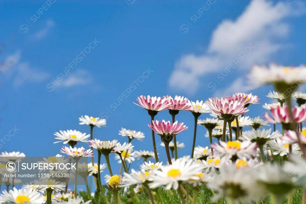 Meadow, daisies, Bellis perennis, heaven, blue, clouds, flowers, flower meadow, botany, flora, spring, spring, light_blue, heaven, clearly, close_up, ...