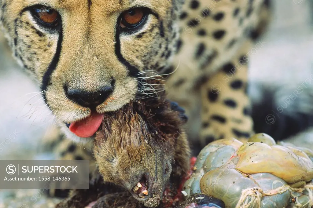 Cheetah, Acinonyx jubatus, loot, Klippschliefer, Procavia capensis, eating, portrait, broached, Africa, southwest_Africa, Namibia, nature, Wildlife, a...