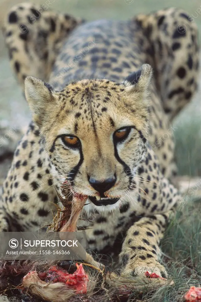 Cheetah, Acinonyx jubatus, loot, eating, Africa, southwest_Africa, Namibia, nature, Wildlife, animals, wild animals, mammal, carnivore, predatory cat,...